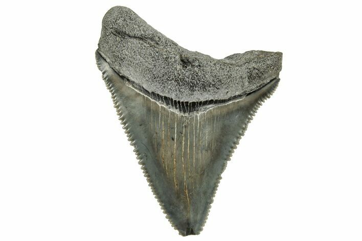 Serrated Chubutensis Tooth - Megalodon Ancestor #326340